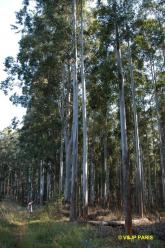 Magoebaskloof Forest