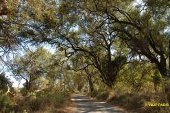 Kruger: Pafuri