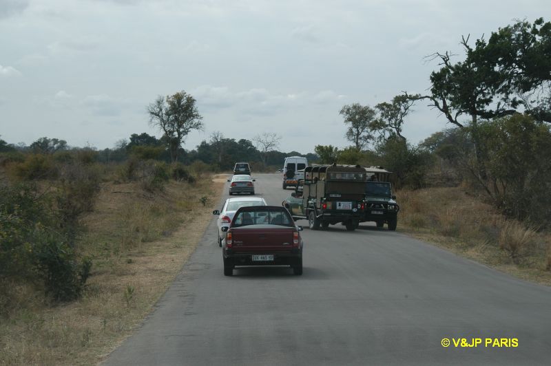 Kruger: Road from Skukuza to Malelane