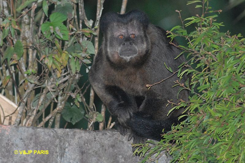 Brown Capuchin