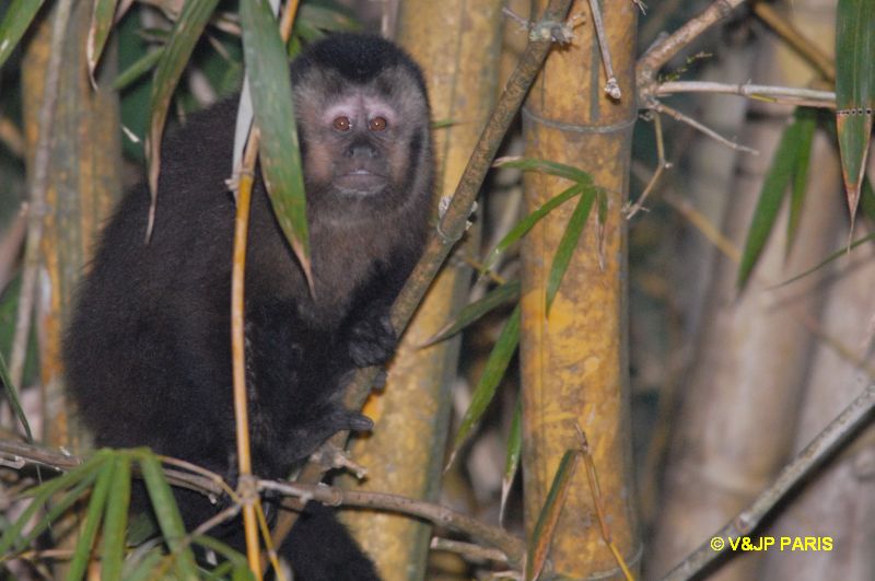 Brown Capuchin