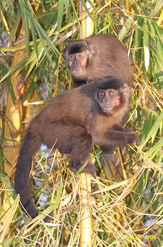 Brown Capuchin