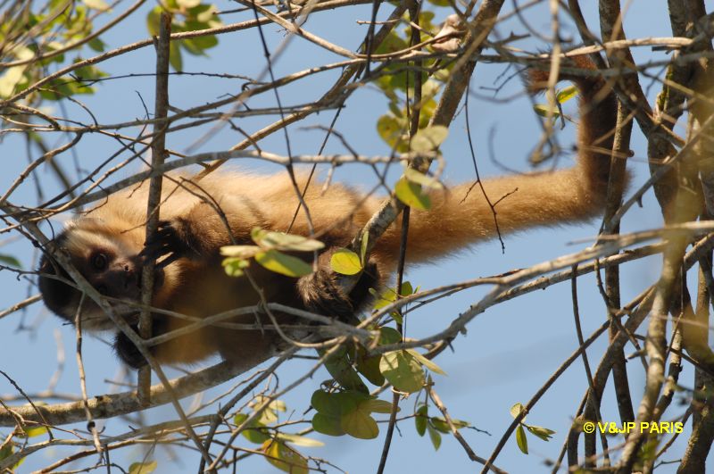 Brown Capuchin