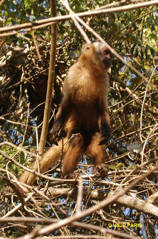 Brown Capuchin