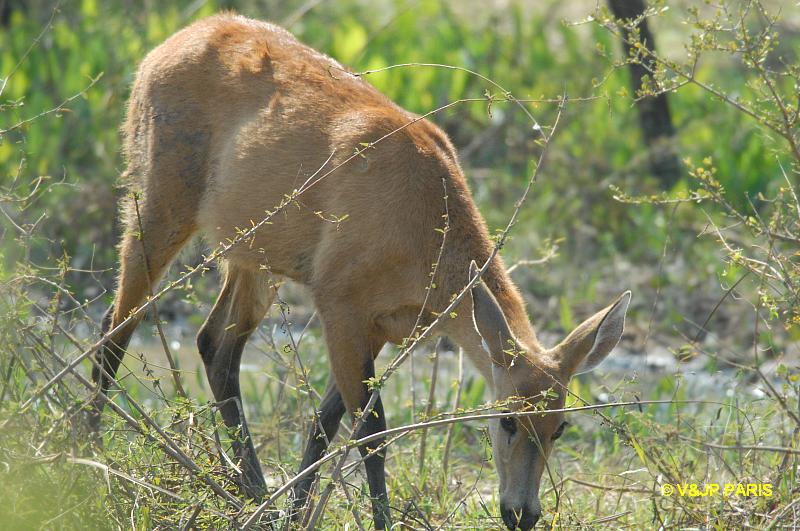 Cerf des marais