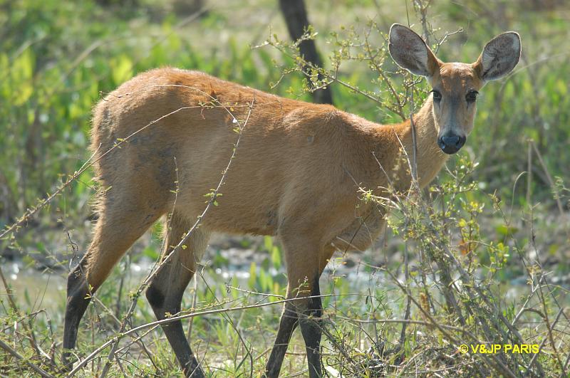 Cerf des marais