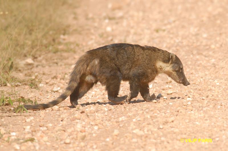 Coati à nez blanc