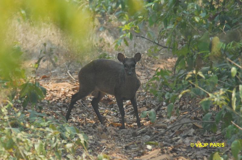 Mazama americana