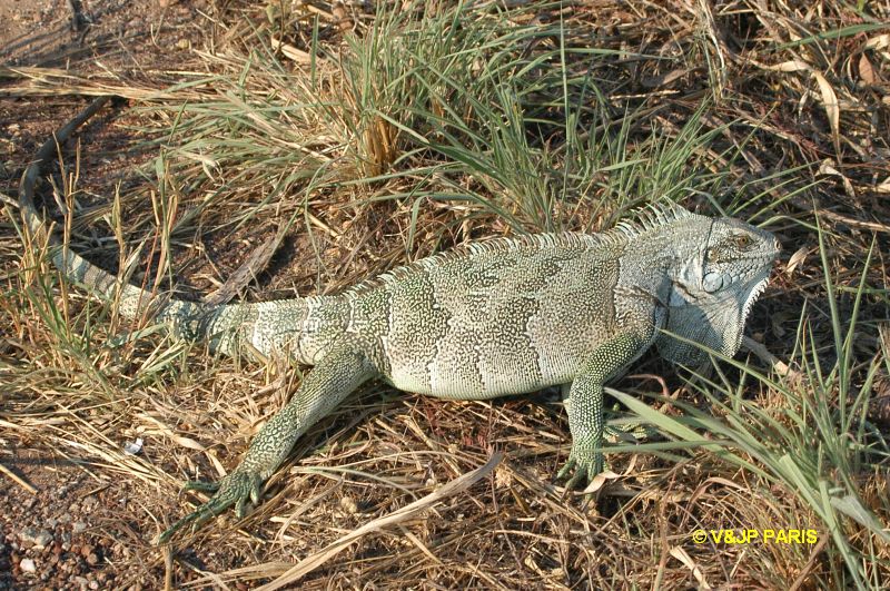 Iguane vert