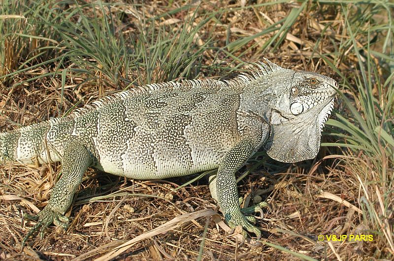 Green Iguana