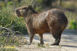 Capybara