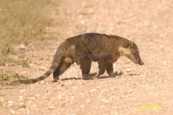 South American Coati