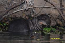 Loutre géante