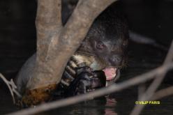 Giant Otter