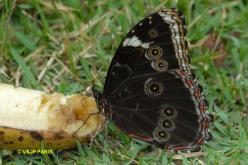 Morpho sp