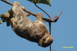 Three-toed Sloth