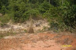 Brazilian Tapir