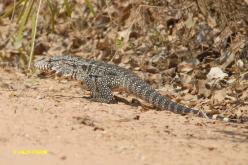 Black and White Tegu