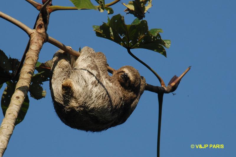 Three-toed Sloth