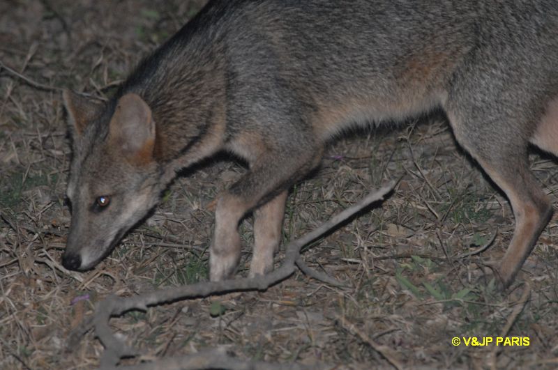 Renard des savanes