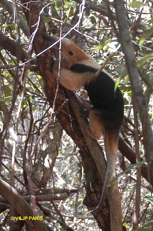 Tamandua du Sud