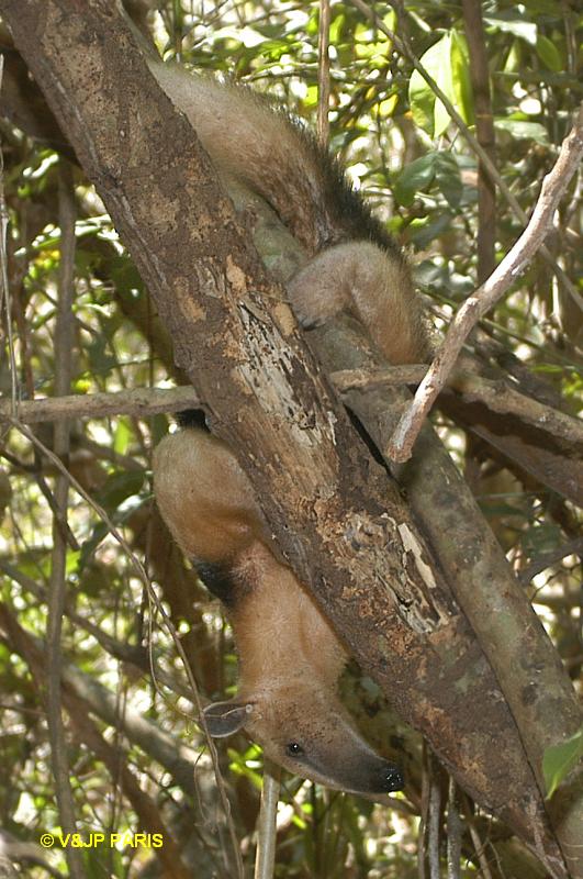 Tamandua du Sud