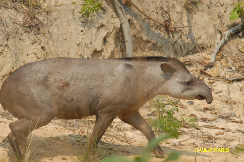 Tapir du Brésil