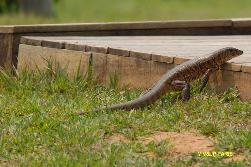 Common Tegu Lizard