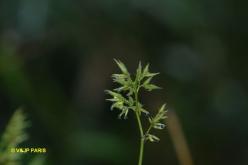 Flower of Bamboo