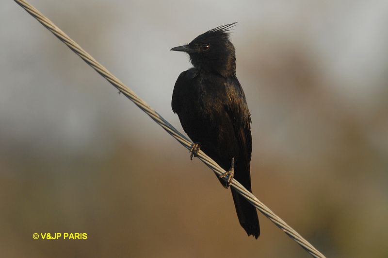 Crested Black-Tyrant