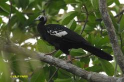 Red-throated Piping-Guan