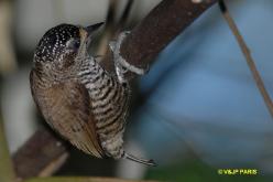 White-barred Piculet