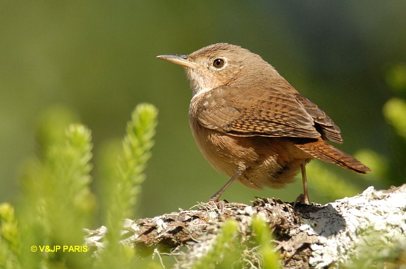 House Wren