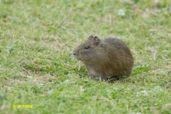 Brazilian Guinea Pig