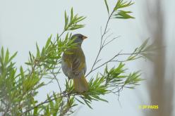 Great Pampa-Finch