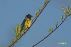 Hooded Siskin