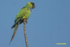 Nanday Parakeet