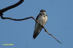 White-rumped Swallow