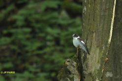 Collared Flycatcher