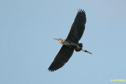 Purple Heron