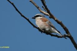 Red-backed Shrike