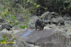 Tibetan Macaque