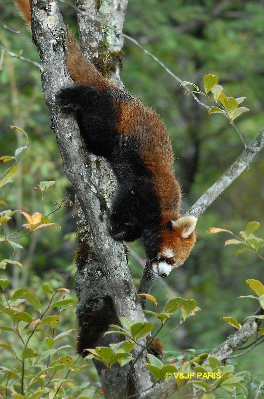 Red Panda