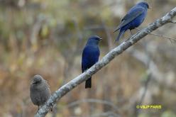 Grandala bleu