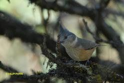 Gray-crested Tit