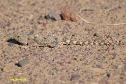 Lézards du Maroc