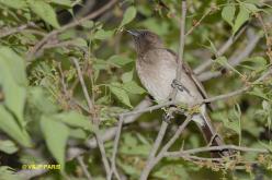 Bulbul des jardins