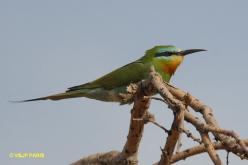 Blue-cheeked Bee-eater