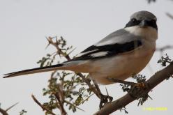 Southern Gray Shrike