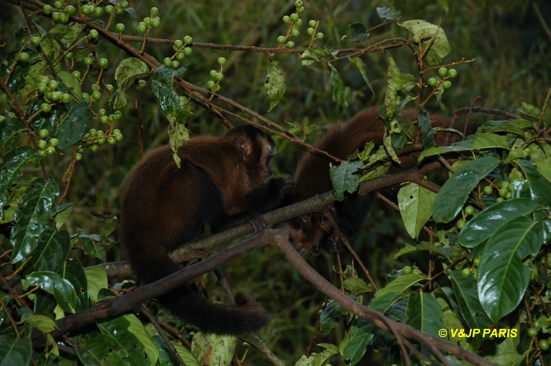 Brown Capuchin